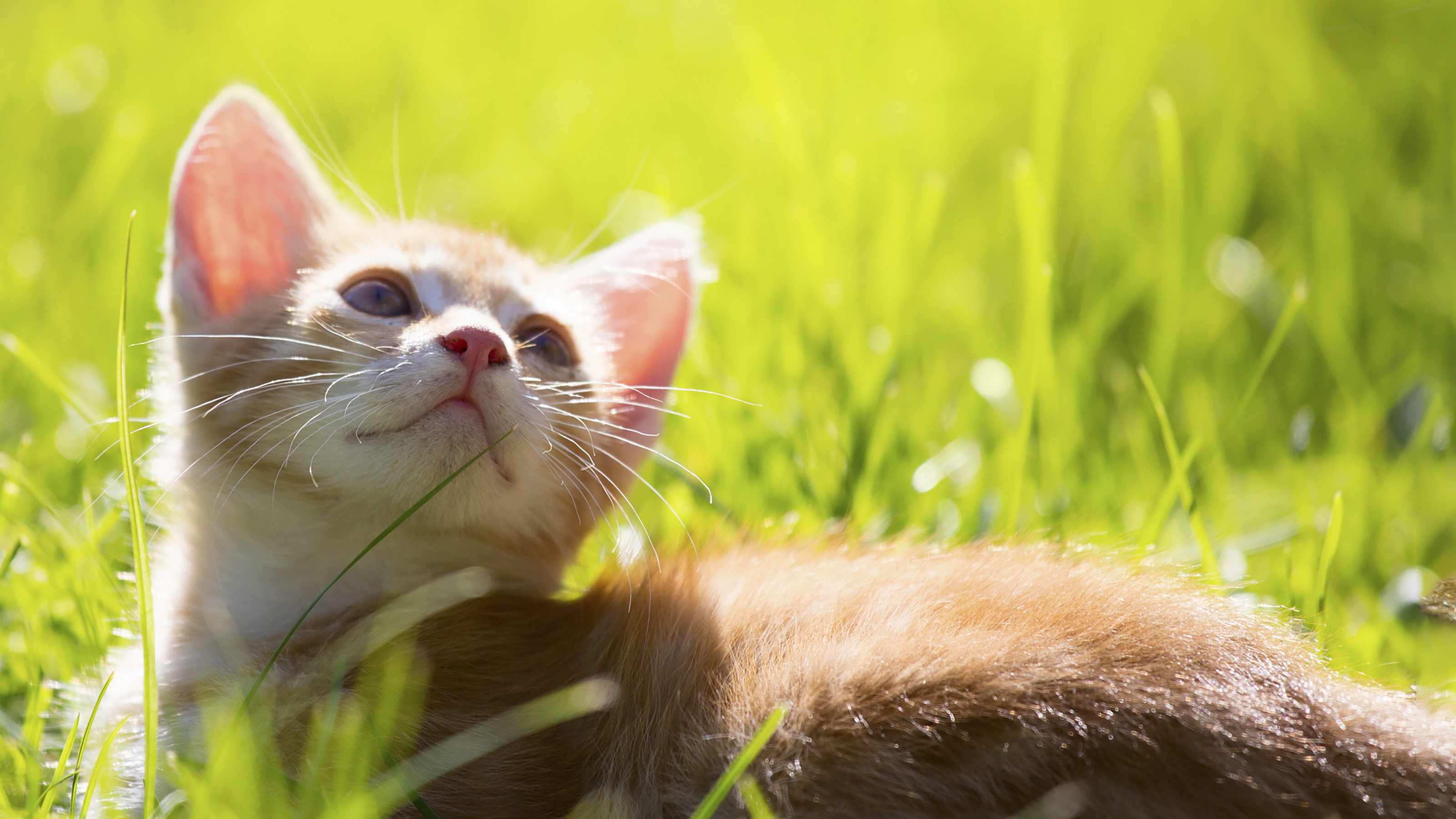 cat and butterfly