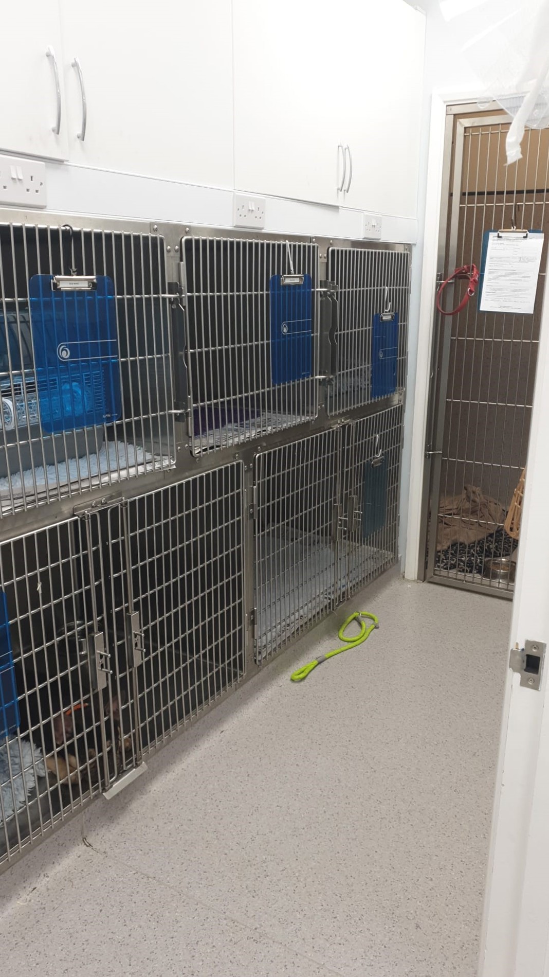 BS dog ward