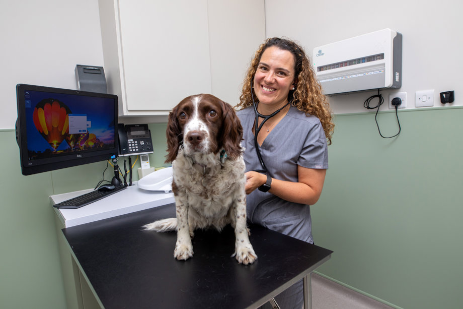 Graduate Programme Veterinary Careers Vets4Pets