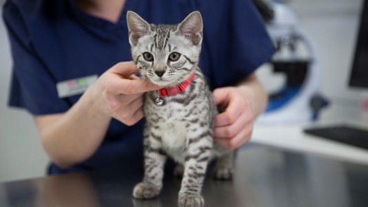 nurse opp