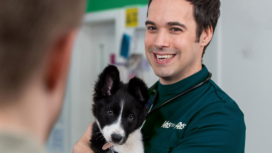 Vets4Pets Careers Putting Your Pet First Experts In Vet Care