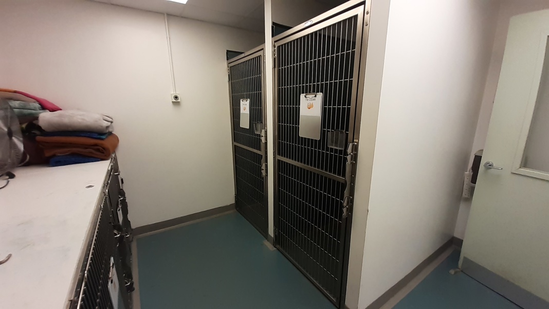 Dog Ward 2