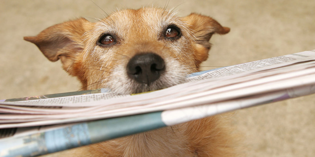 News header - Dog and paper EDITED